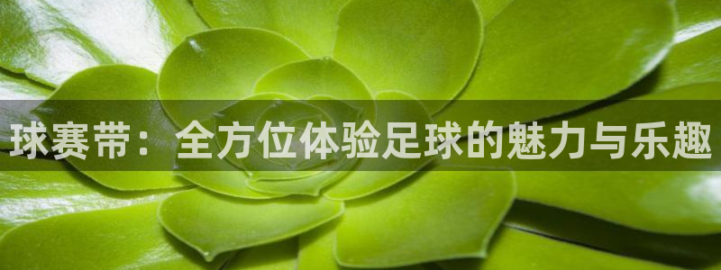 壹号网ssni：球赛带：全方位体验足球的魅力与乐趣